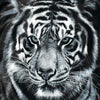 Black Tiger Graphic Set
