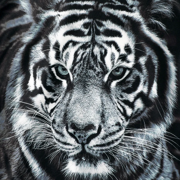 Black Tiger Graphic Set