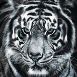 Black Tiger Graphic Set